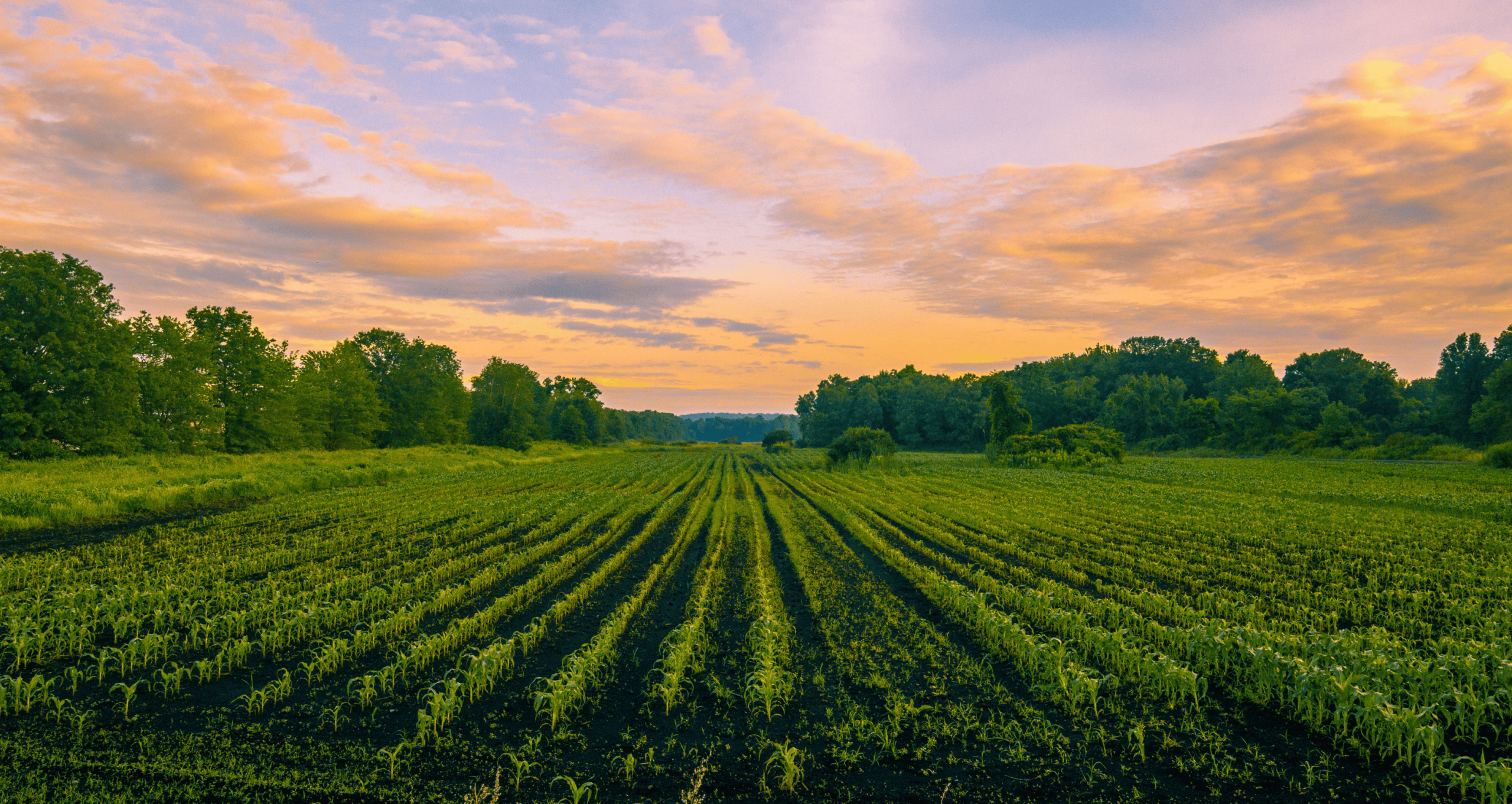 Rural Aging Policy Roundtable